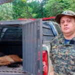 Guarda Metropolitana de...