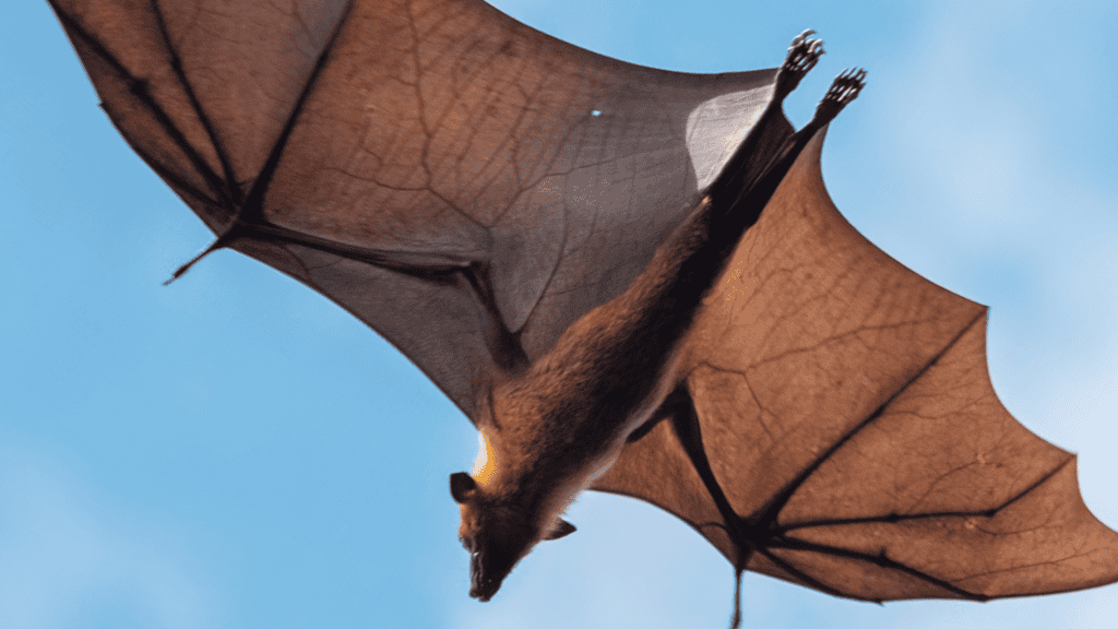 Morcego voando durante o dia