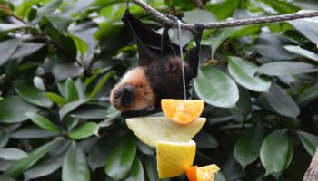 morcego-de-alimentando-da-fruta-laranja-1024x681-1