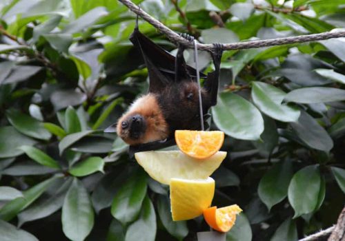morcego-de-alimentando-da-fruta-laranja-1024x681-1